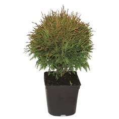 Растение Туя западная Мики 7 ЦВЕТОВ