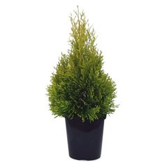 Растение Туя западная Голден Смарагд 7 ЦВЕТОВ