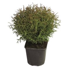 Растение Туя западная Тини Тим 7 ЦВЕТОВ