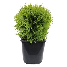 Растение Туя западная Даника Ауреа 7 ЦВЕТОВ