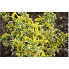 Растение 7 ЦВЕТОВ