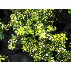 Растение 7 ЦВЕТОВ