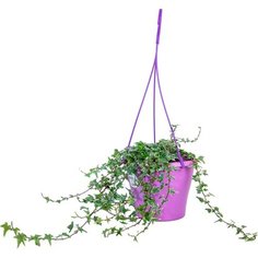 Растение Хедера Хеликс Вандер 80 см 7 ЦВЕТОВ