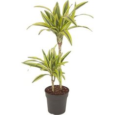 Растение Драцена Фрагранс Лемон Лайм 80 см 7 ЦВЕТОВ