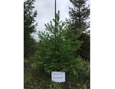 Лиственница сибирская 1.5-2.5 м (долина холмов) зеленый 250 см.