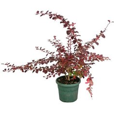 Растение Барбарис Оттавский Суперба C2 H60 7 ЦВЕТОВ