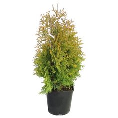 Растение Туя западная Еллоу Риббон 7 ЦВЕТОВ