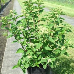 Саженец Гортензия метельчатая Прим Вайт C5 H50-60 7 ЦВЕТОВ