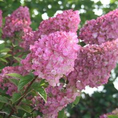 Саженец Гортензия метельчатая Сандей Фрайз C5 H50-60 7 ЦВЕТОВ