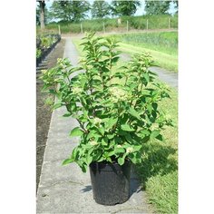 Гортензия метельчатая Даймонд Руж Н 60 см 7 ЦВЕТОВ