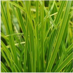 Растение Осока Айс Денсер 7 ЦВЕТОВ