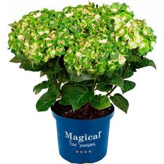 Гортензия макрофилла Меджикал Ноблесс Вайт Н 40 см 7 ЦВЕТОВ