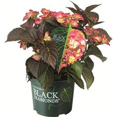 Саженец Гортензия Блек Даймондс C5 H30-40 7 ЦВЕТОВ