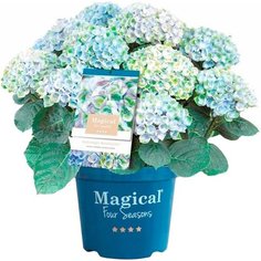 Гортензия макрофилла Меджикал Революшн Блю Н 40 7 ЦВЕТОВ