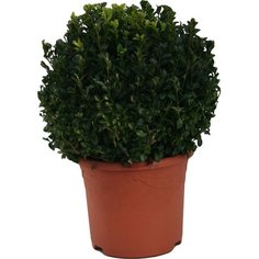 Растение Самшит Семпервиренс C0,5 H25-30 7 ЦВЕТОВ