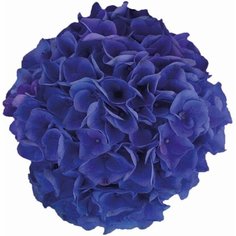 Растение Гортензия Блю Свит Шуз C5 H30-40 7 ЦВЕТОВ