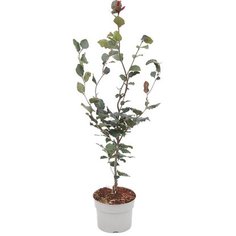 Растение Бук лесной Дэвик Перпл 7 ЦВЕТОВ