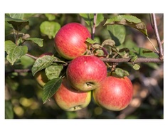 Яблоня красавица сада 4-5 лет (долина холмов) зеленый