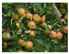 Яблоня болотовское 4-5 лет (долина холмов) зеленый