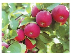 Яблоня орлик 4-5 лет (долина холмов) зеленый