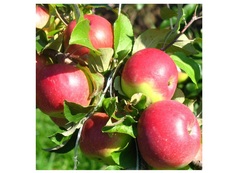 Яблоня уэлси 4-5 лет (долина холмов) зеленый