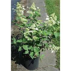 Саженец Гортензия метельчатая Киушу C7 H60-80