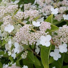 Растение Гортензия метельчатая Прим Вайт C7 H80