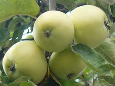 Яблоня белый налив 4-5 лет (долина холмов) зеленый