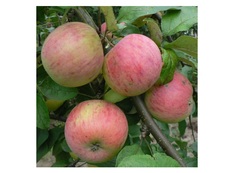 Яблоня вишневое 4-5 лет (долина холмов) зеленый