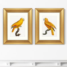 Репродукция картины в раме the parrot of paradise 1802г, (картины в квартиру) коричневый 41x51 см.