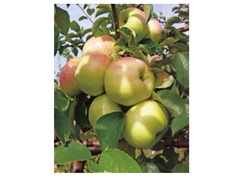 Яблоня богатырь 4-5 лет (долина холмов) зеленый