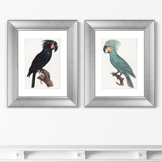 Набор из 2-х репродукций картин в раме the palm cockatoo , 1801г. (картины в квартиру) серый 40x50 см.