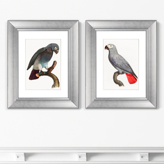 Набор из 2-х репродукций картин в раме beautiful parrots №2 , 1872г. (картины в квартиру) серый 40x50 см.