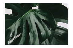 Картина в раме Monstera Hoff