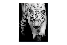 Картина в раме Tigers Hoff