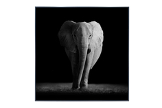 Картина в раме Elephant Hoff