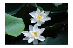 Картина в раме Lotus Hoff