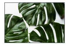 Картина в раме Monstera Hoff