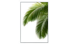 Картина в раме Palm Leaves Hoff