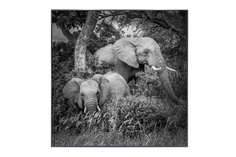 Картина в раме Elephant Family Hoff