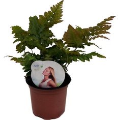 Растение Дриоптерис эритросора 13 см 7 ЦВЕТОВ