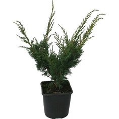 Растение Кипарисовик Лавсона Виссели C2 H30-40 7 ЦВЕТОВ