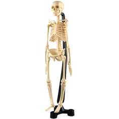 Набор для опытов Edu-Toys Сборная модель скелета