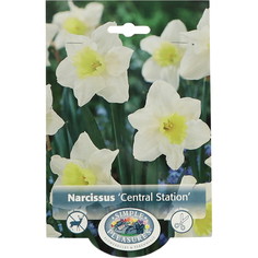 Нарцисс Simple Pleasures Central Station 5 шт