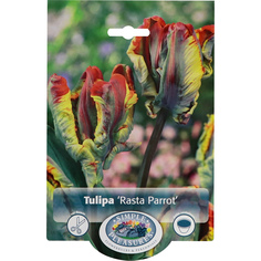 Тюльпан Simple Pleasures Rasta Parrot 6 шт