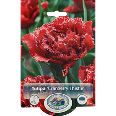 Тюльпан Simple Pleasures Cranberry Thistle 6 шт