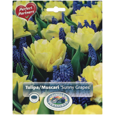 Смесь тюльпана и мускари Simple Pleasures Sunny Grapes 30 шт