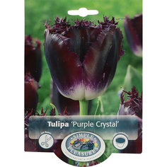 Тюльпан Simple Pleasures Purple Crystal 8 шт