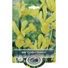 Ирис Simple Pleasures Golden Harvest 10 шт