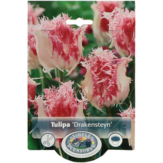 Тюльпан Simple Pleasures Drakensteyn 8 шт